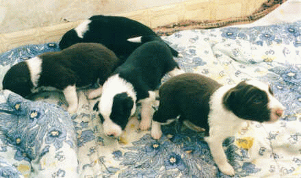 Nana's puppies